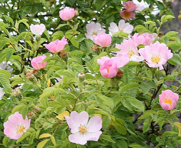 Wild Rose Bachblüte